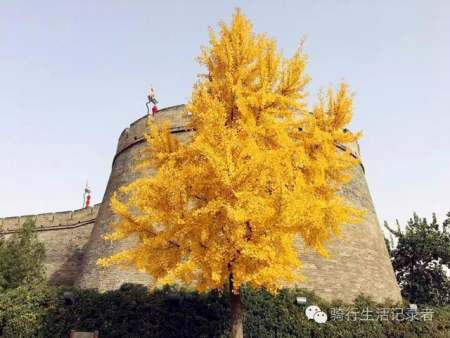 大明宮園林景觀設(shè)計(jì)（大明宮園林景觀設(shè)計(jì)分析）