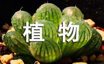 初中植物園景觀設(shè)計教案（中學植物園設(shè)計）