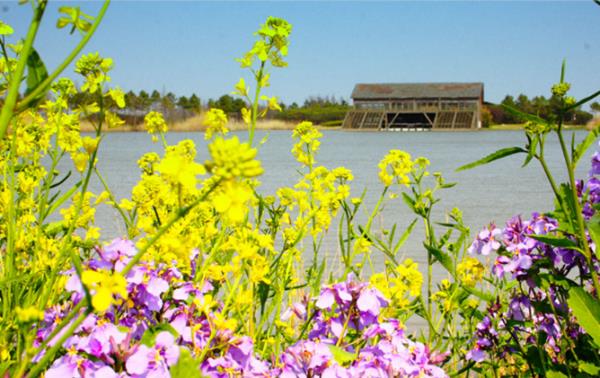 崇明日式花園景觀設(shè)計(jì)公司（崇明日式花園景觀設(shè)計(jì)公司電話）